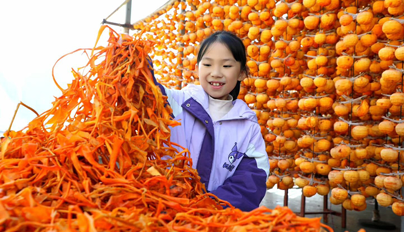 文縣：賈昌“柿”業(yè)興